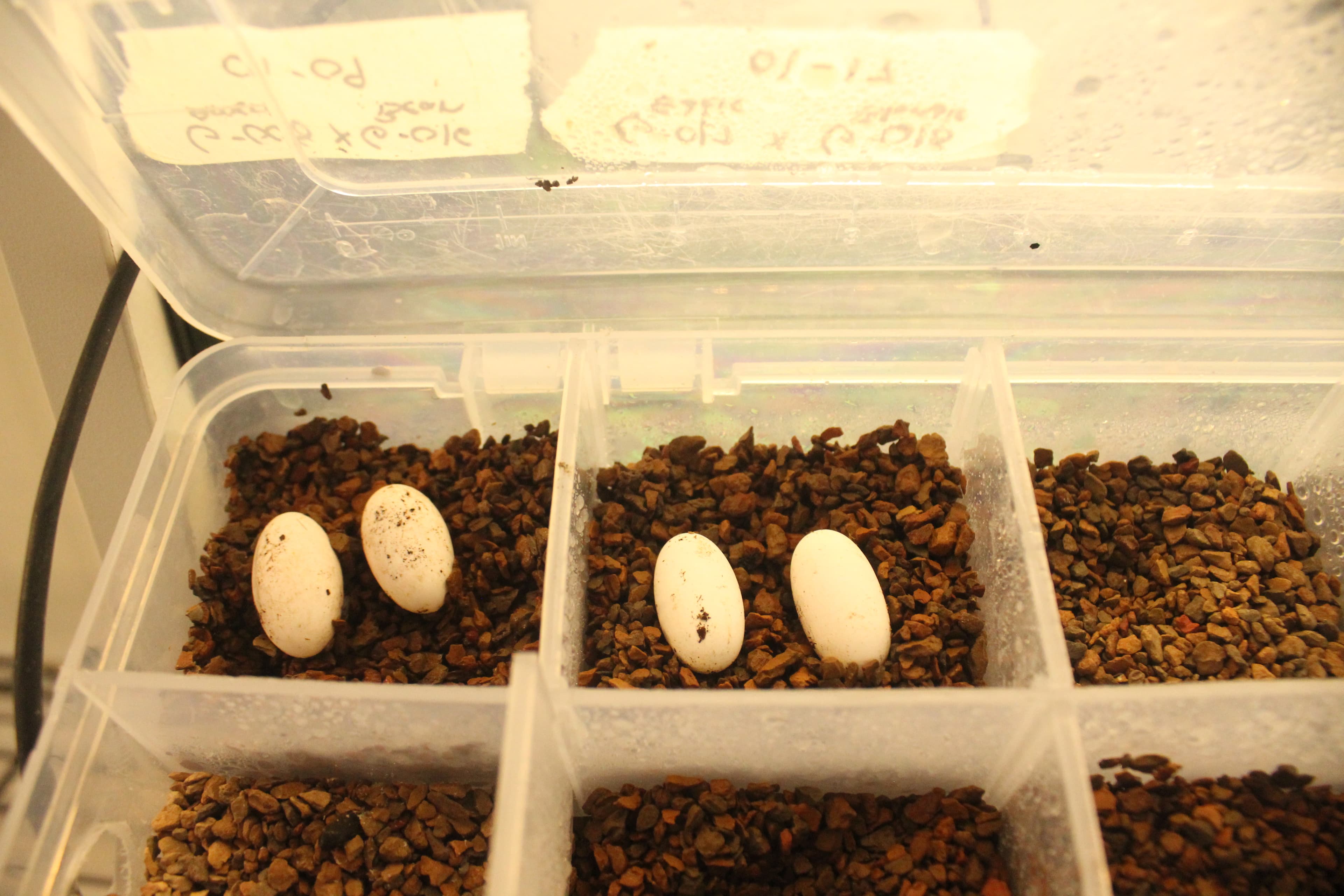 Geckistry incubator with eggs