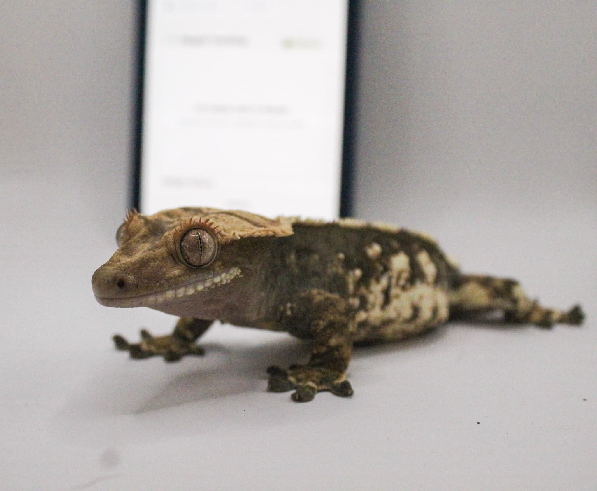 Crested gecko from Geckistry breeding program
