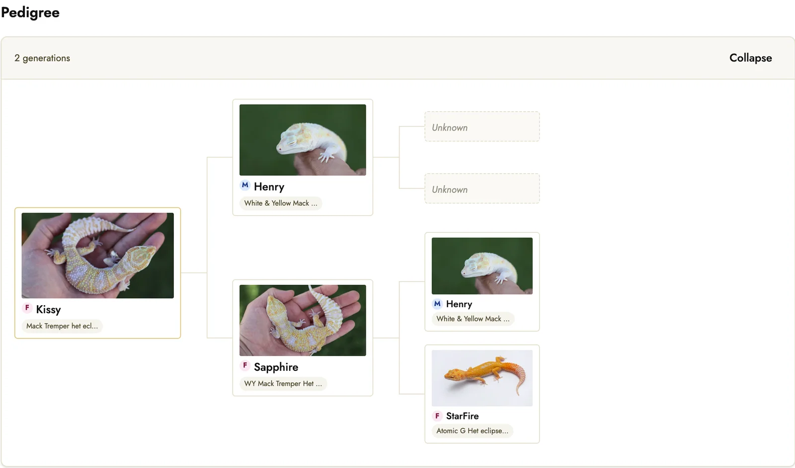 A recorded gecko pedigree showing linked parents, grandparents, photographs and unknown ancestors