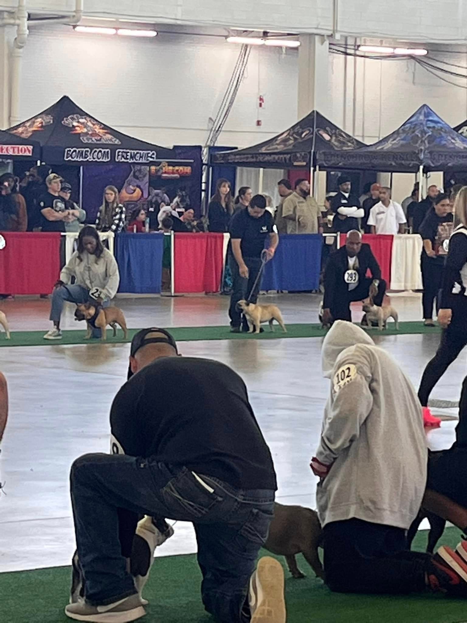 Dusty at a dog show